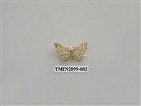 藏品(尺蛾644)的圖片